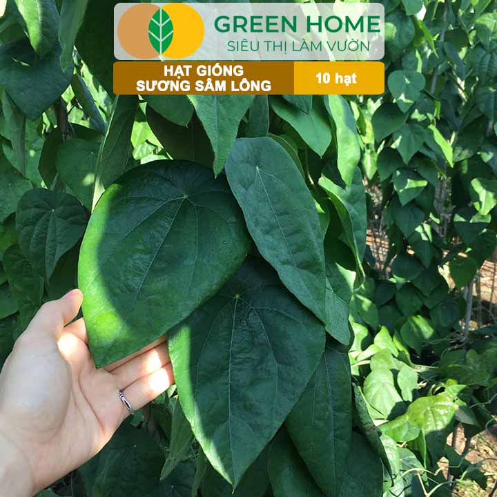 Hạt Giống Sương Sâm Lông GreenHome, Gói 10 hạt, Dễ Trồng Quanh Năm, Lá To, Thu Hoạch Nhanh R26