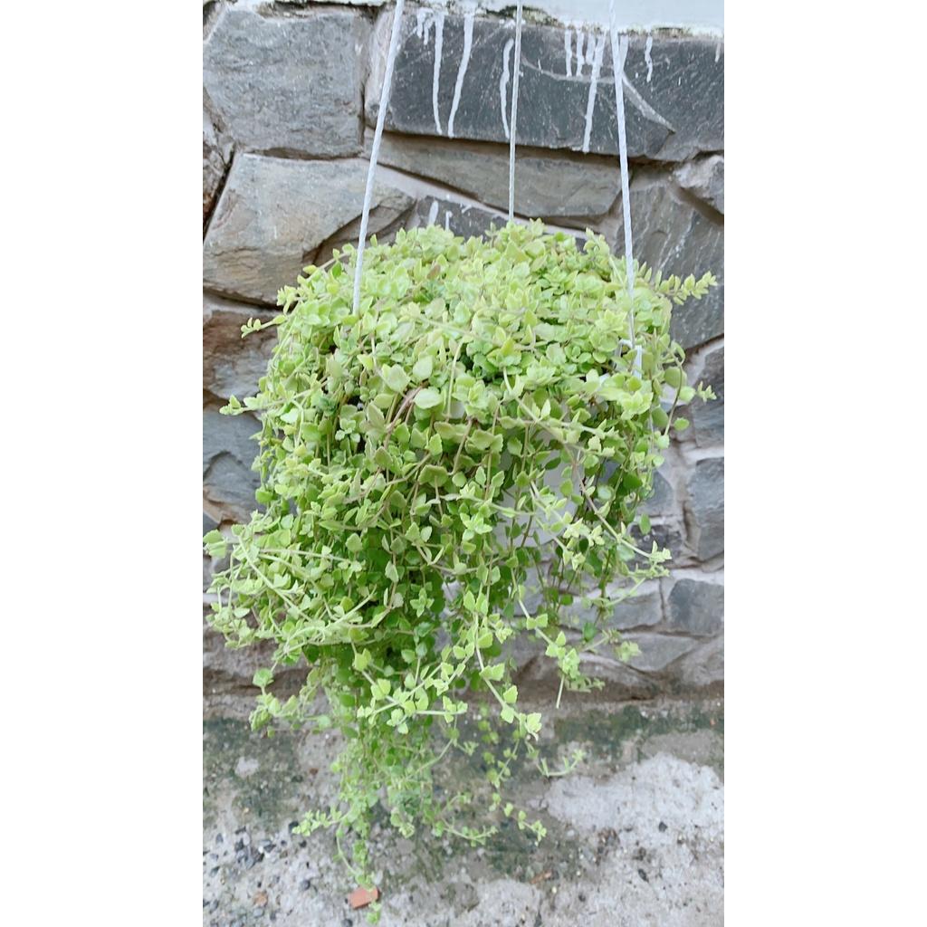 Chậu Thằn Lằn Đá