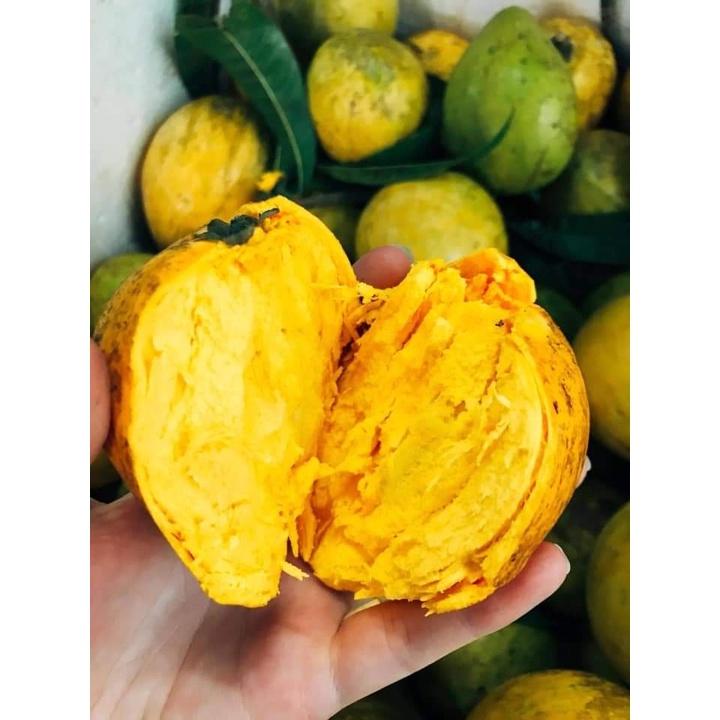 Cây Giống Lêkima chuẩn giống