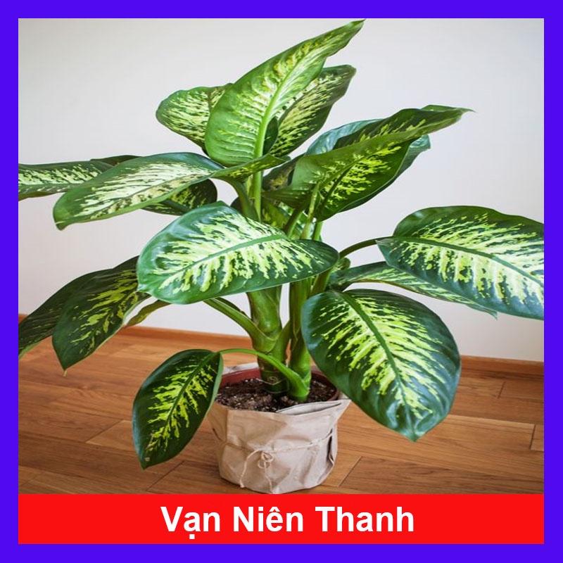 Cây Vạn Niên Thanh - Cây cảnh trong nhà + Tặng phân bón cho cây