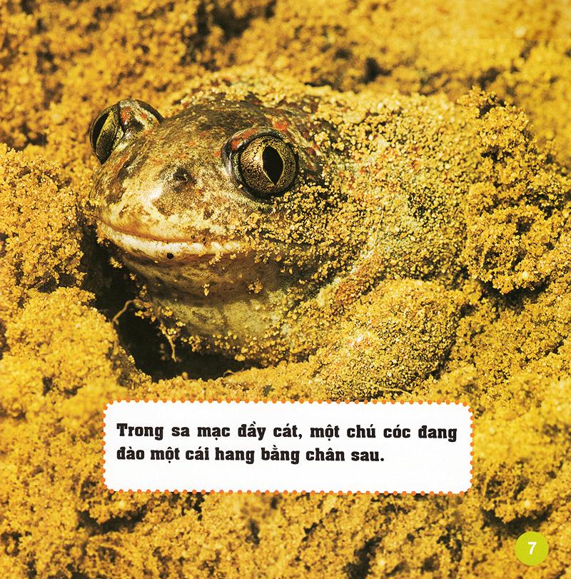 Khám Phá Thế Giới Diệu Kì - Loài Ếch