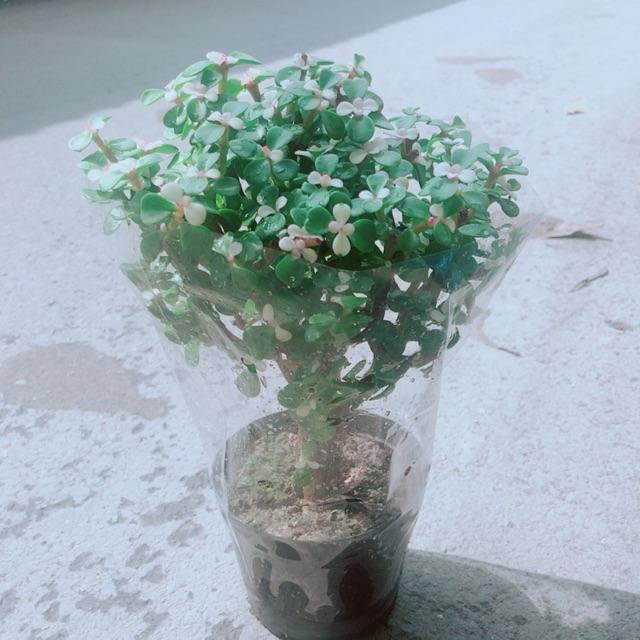 Đô La Thân Cổ Thụ