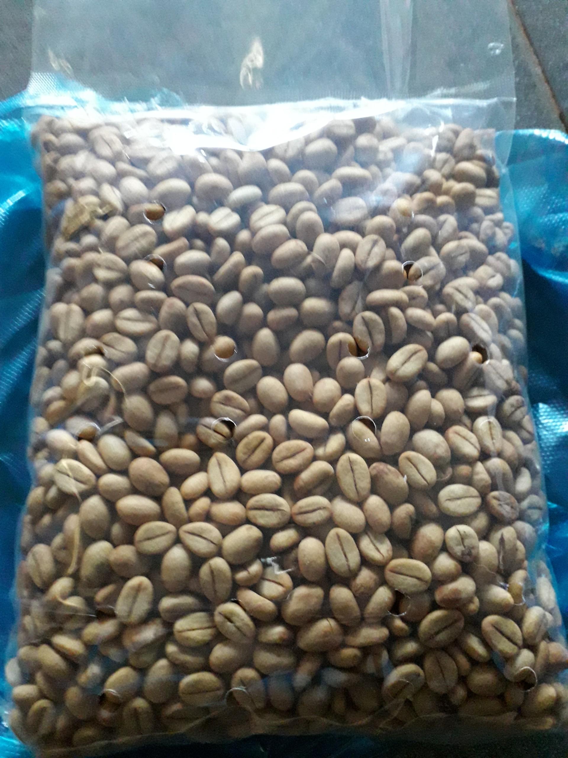 200 GRAM HẠT GIỐNG CÀ PHÊ THIỆN TRƯỜNG CAO SẢN 100% HẠT MỚI- TỶ LỆ NẢY MẦM CAO.