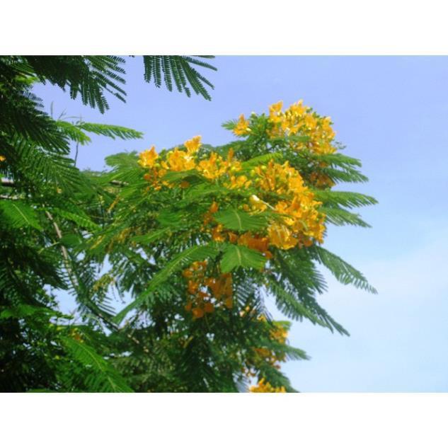 COMBO 5 BẦU CÂY GIỐNG CÂY HOA PHƯỢNG VÀNG SIÊU ĐẸP