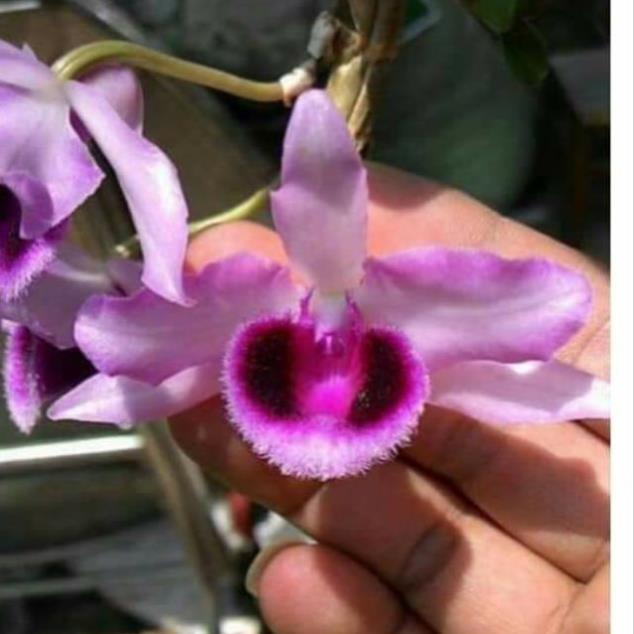 Sản Phẩm Phong lan giả hạc phi điệp