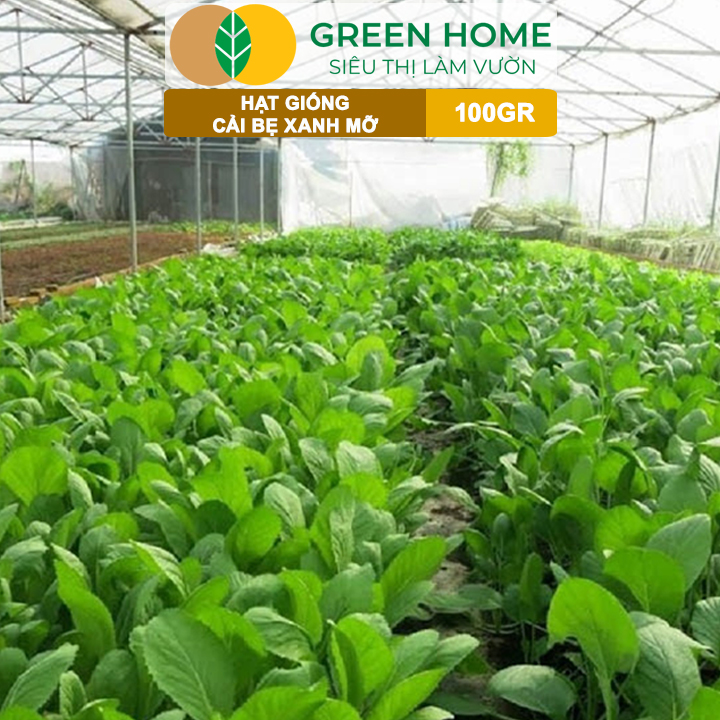 Hạt Giống Cải Bẹ Xanh Mỡ GreenHome, GÓI 100GR, Dễ Trồng, Nảy Mầm Cao, Thu Hoạch,Năng Suất R33