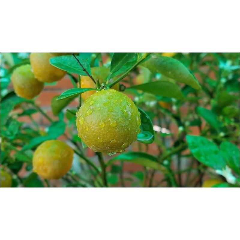Cây quất chua cây to tán rộng lá xum xuê cao 60cm