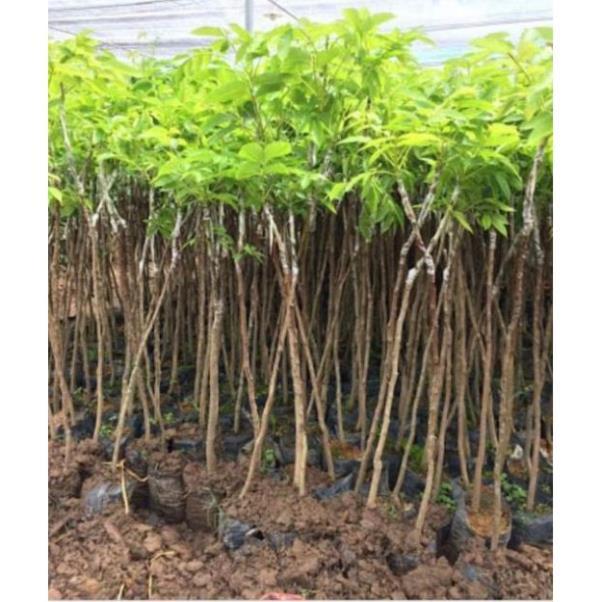 Sản phẩm CÂY TRÁM ĐEN GHÉP
