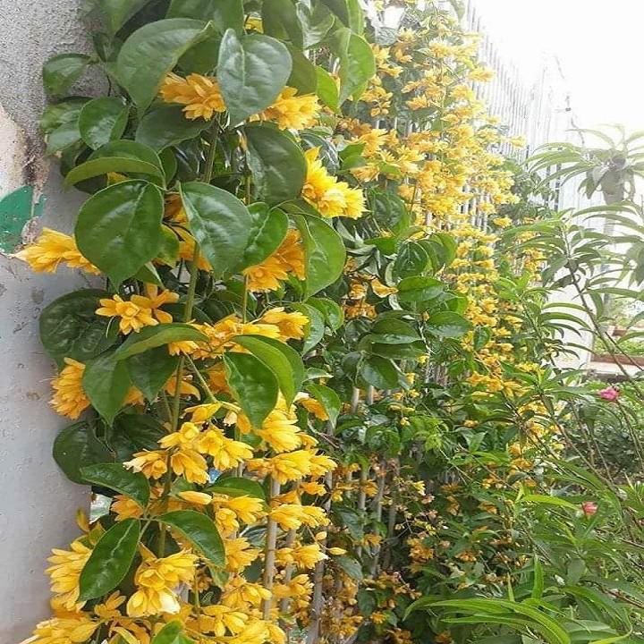 CÂY HOA LAN HOÀNG DƯƠNG