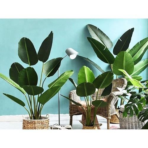 CHẬU CÂY CHUỐI CẢNH RẺ QUẠT, CÂY LỚN ĐẸP MANG MAY MẮN TÀI LỘC CHO GIA CHỦ - NCCCCLD