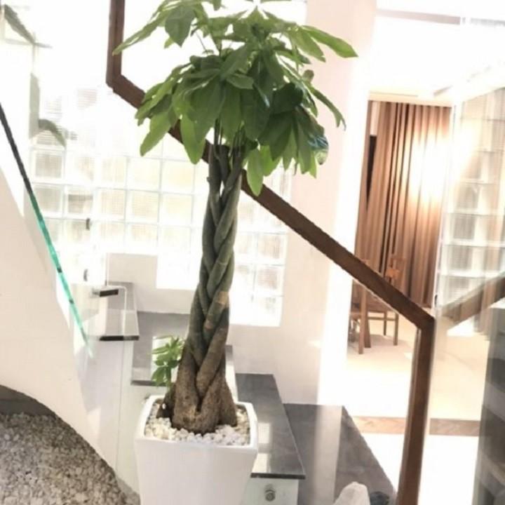 Cây kim ngân xoắn