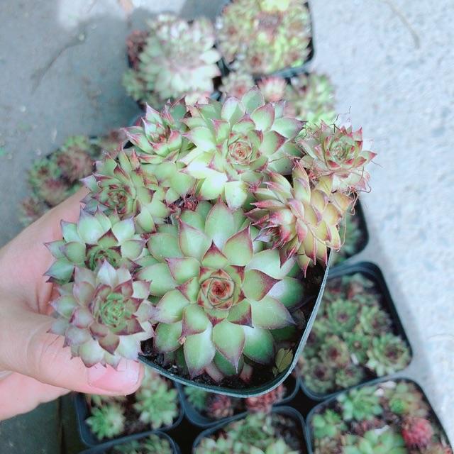 Sen Đá Phật Bà Đỏ