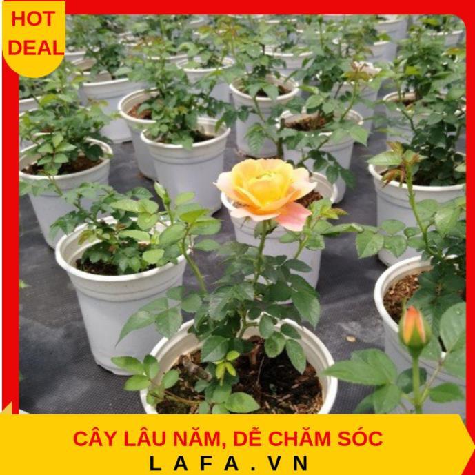Combo 3 cây hoa hồng tezza - cây có bầu đất khỏe