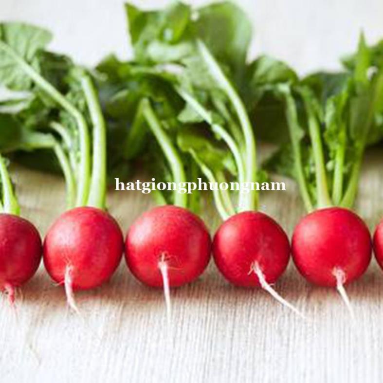 2GR - HẠT GIỐNG CỦ CẢI ĐỎ