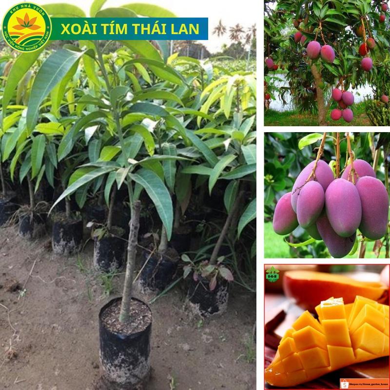 Cây giống xoài tím Thái Lan, giống cây ăn trái nhập khẩu F1 mới, cây cho trái sớm, giá trị kinh tế cao