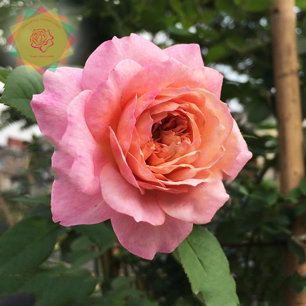 Cây hoa hồng ngoại Constance (leo) siêu đẹp - Hoa hồng Thăng Long Flower