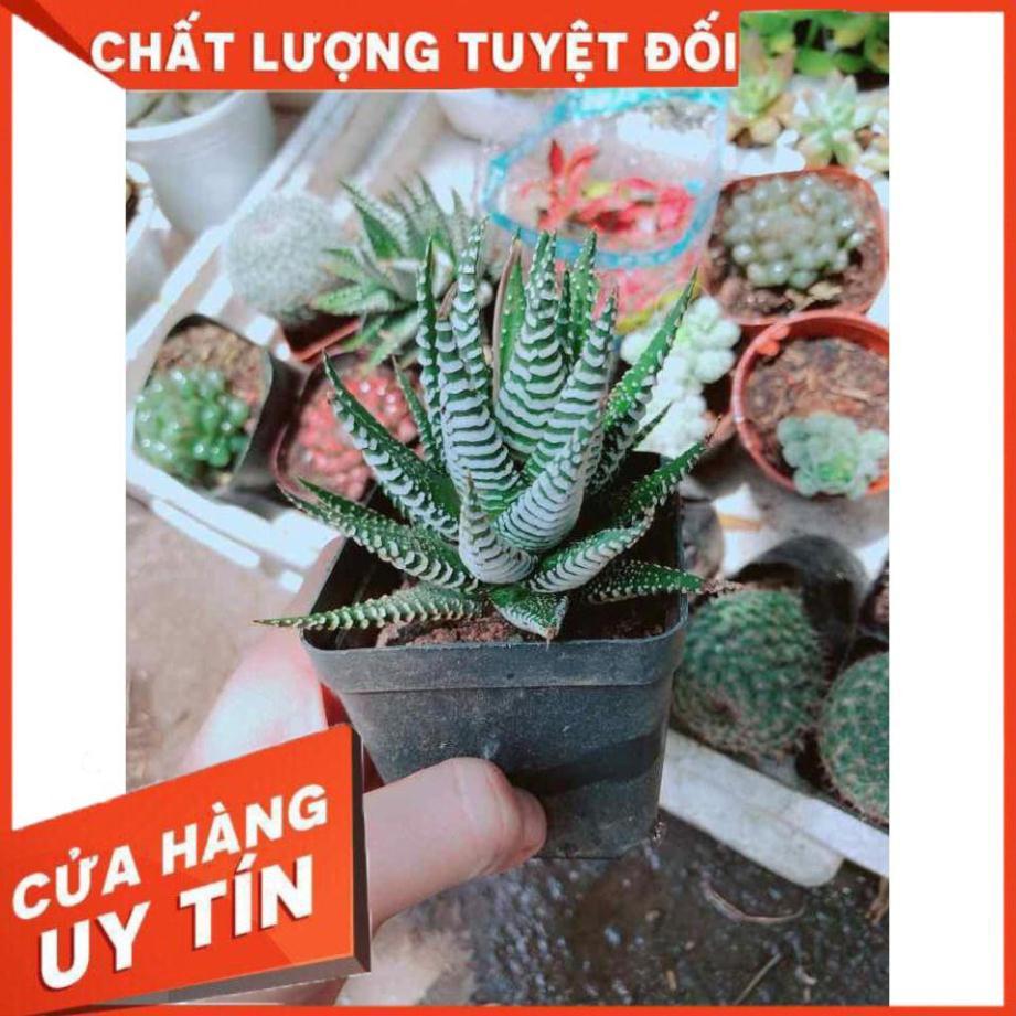 Cây móng rồng Nhiều Người Mua