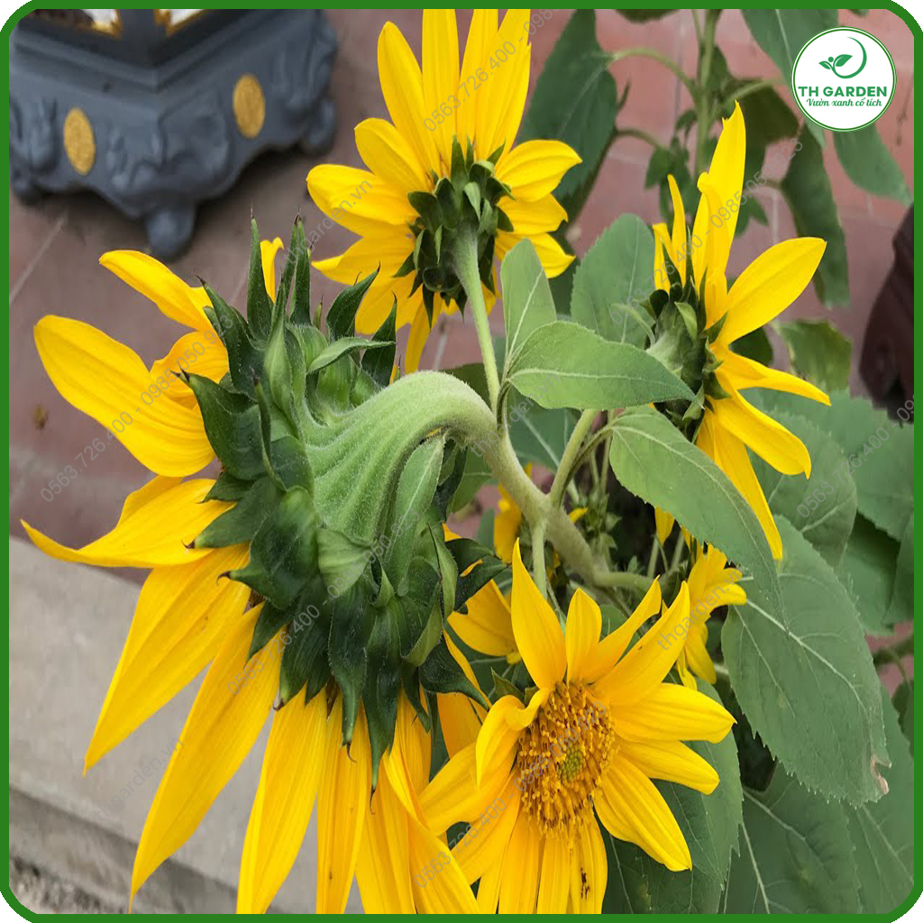 Hạt Giống Hoa Hướng Dương Tháp - Dòng Hoa Hướng Dương Siêu Nhiều Hoa, Hạt Giống Dễ Trồng Dễ Chăm Sóc, Hoa Thơm, Bền Màu, Lâu Tàn