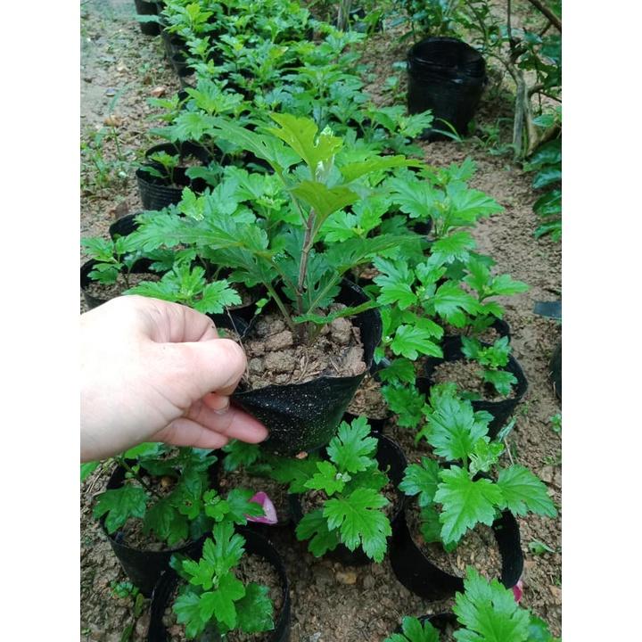 Cúc cổ Hoàng Long Cảo -