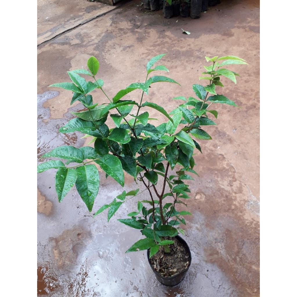 CÂY GIỐNG NHO THÂN GỖ ĐỎ 12 VỤ .
