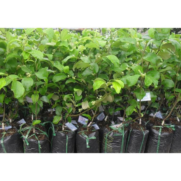 Cây Táo Đài Loan 4 Trái 1kg + Tặng 01 cây dâu da đất