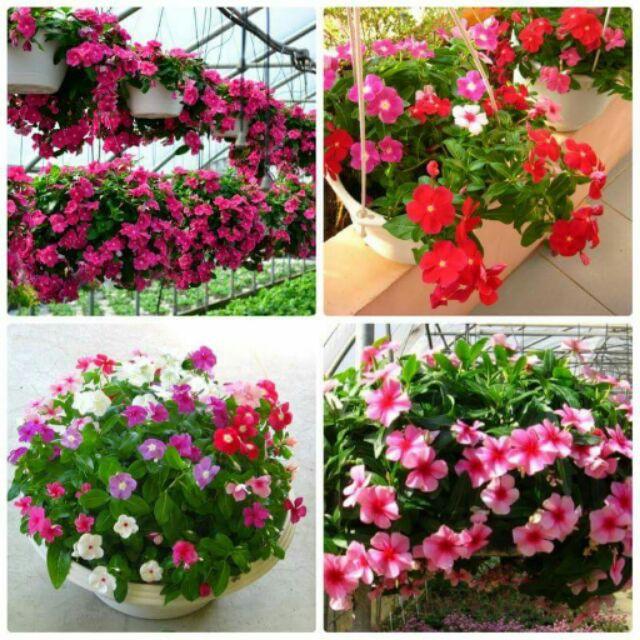 HẠT GIỐNG HOA DỪA CẠN nhiều màu dễ trồng