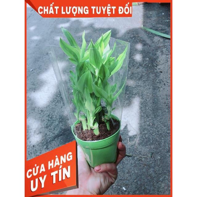 Chậu Trúc Phát Tài