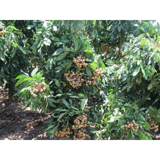 Cây giống Nhãn Hương Chi cho trái sớm.