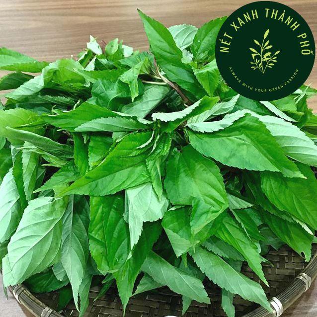 Hạt giống Rau Đay Đỏ dễ trồng, dinh dưỡng