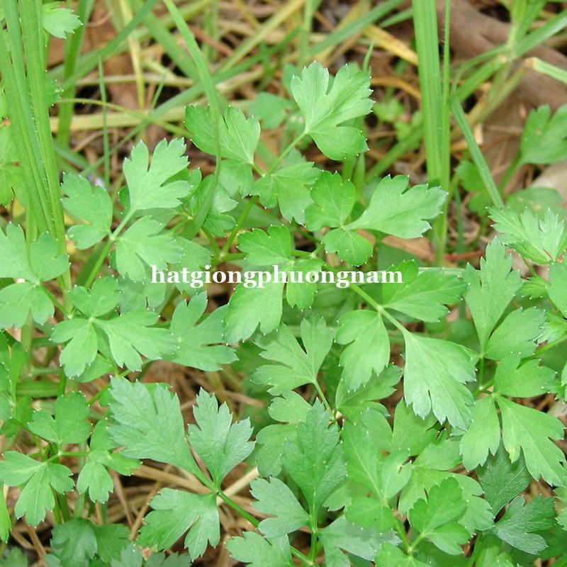 2 GR- HẠT GIỐNG GIA VỊ NGÒ TÂY THƠM