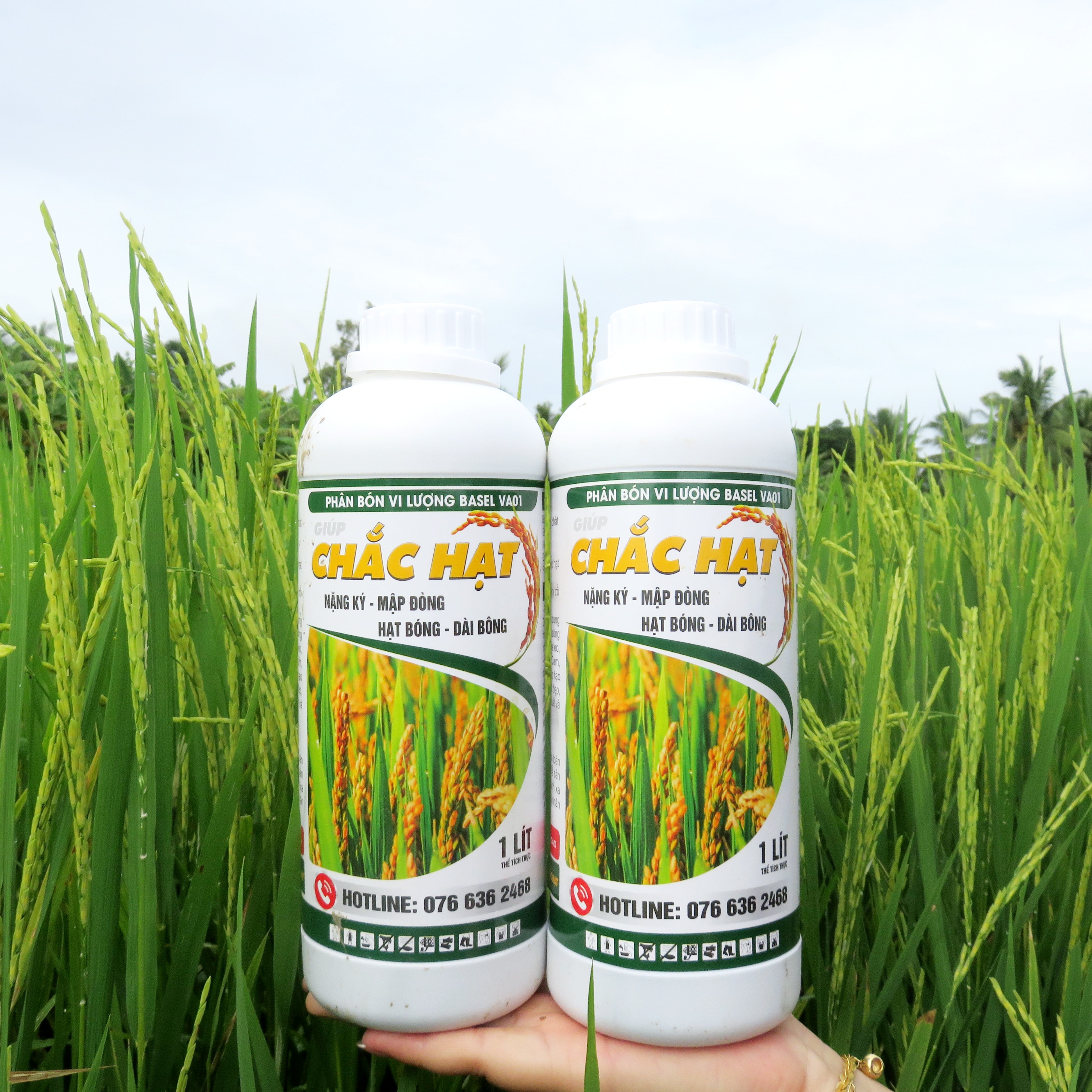 PHÂN BÓN GIÚP HẠT LÚA CHÍN CHẮC TỚI CẬY, NO TRÒN, NẶNG KÍ - CHẮC HẠT 1L
