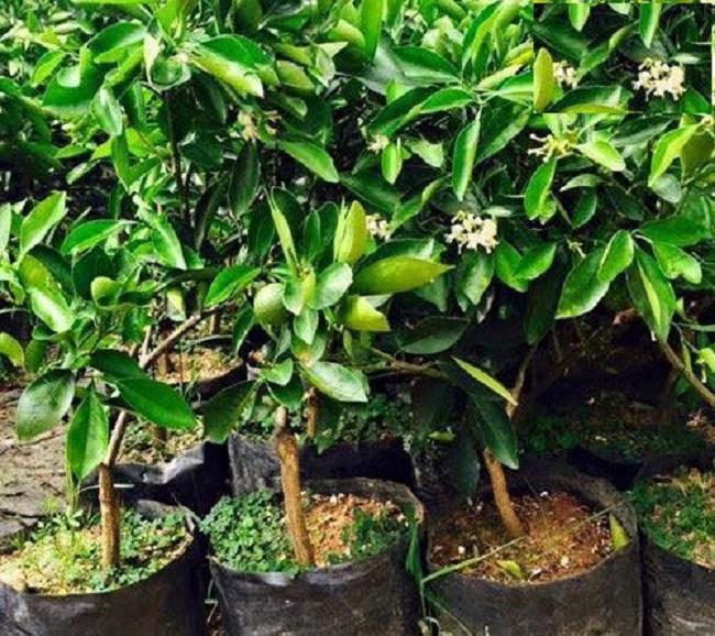 Cây cam xoàn, cây CAM XOÀN ghép, cây giống to khỏe nguyên bầu, năng suất cao, chất lượng tốt, cam kết cây giống