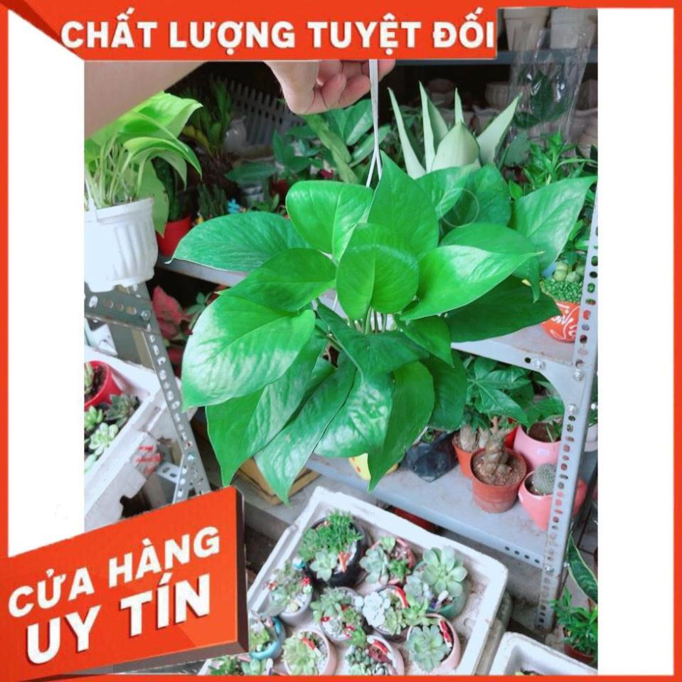 Chậu Trầu Bà Treo