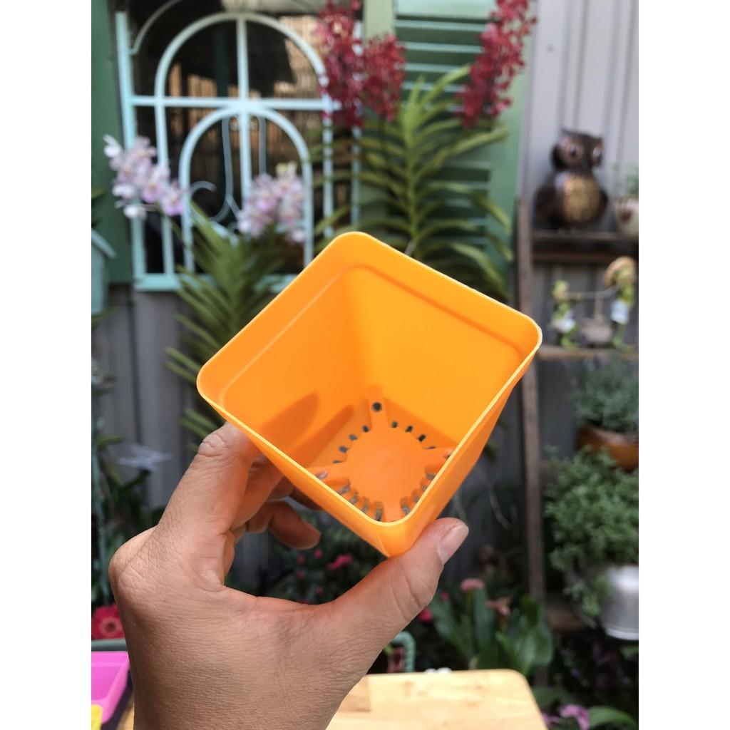 10 chậu trồng sen đá bonsai xương rồng có 8 màu chọn 7x7x8cm