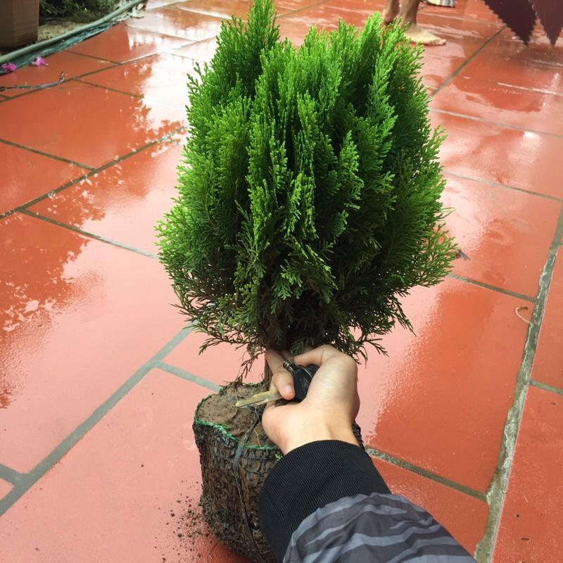 Cây trắc bách diệp