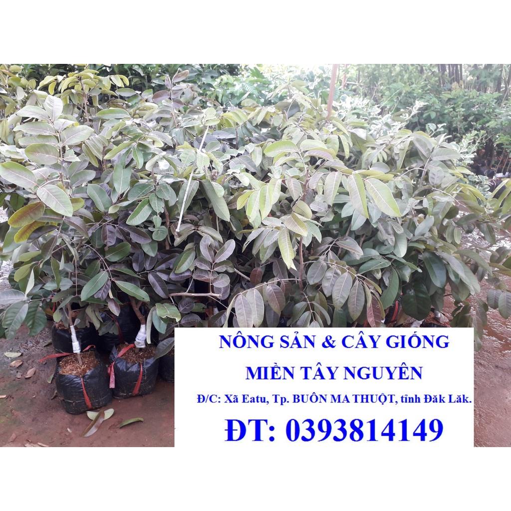 Cây giống NHÃN LONG TÍM )