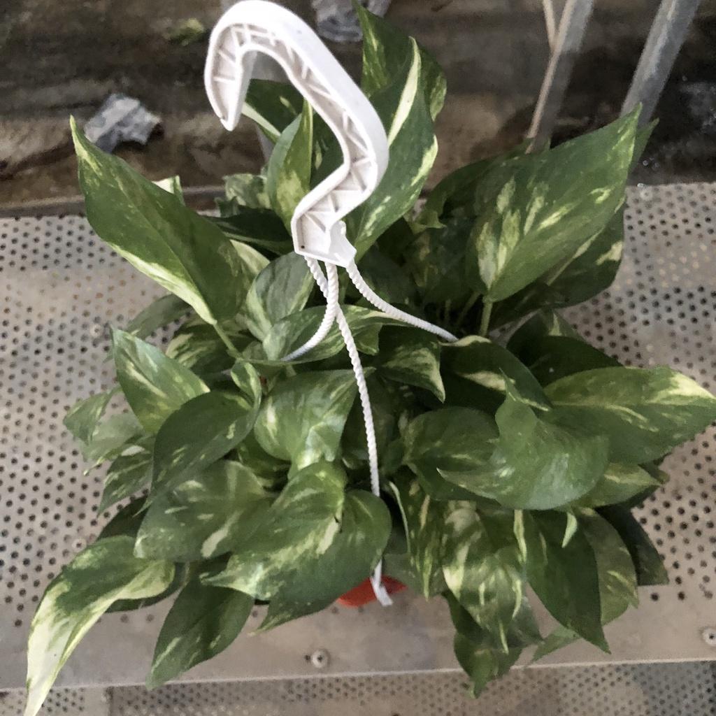 Cây trầu bà đốm rủ chậu treo, đường kính 20cm ngọn rủ bắt mắt lá to đẹp thích hợp trang trí ban côn