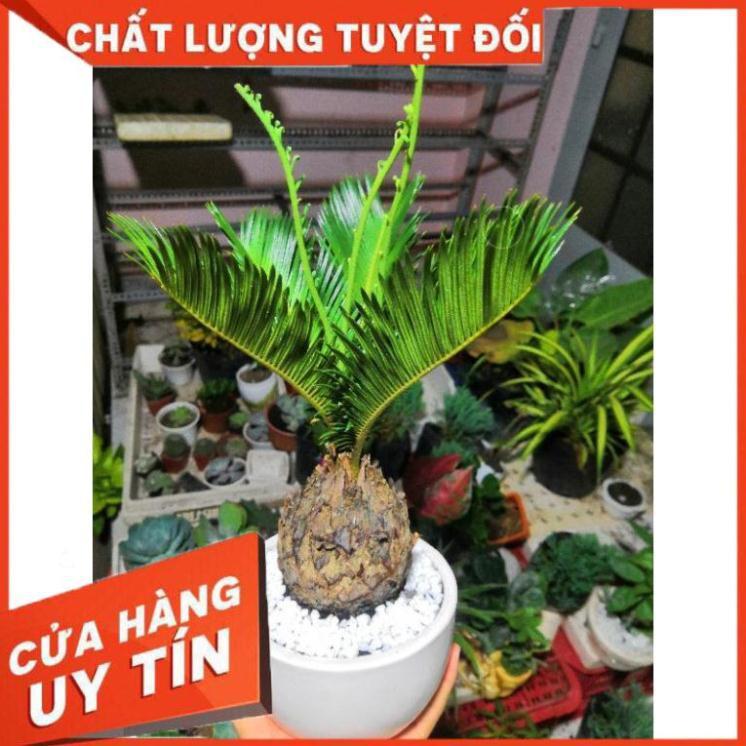 Chậu cây vạn tuế Nhiều Người Mua