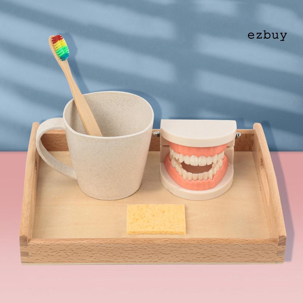 EY-1 Set Tooth Model Sturdy Structure High Simulated Reusable Dental Teaching Tooth Toothbrush Model for Child