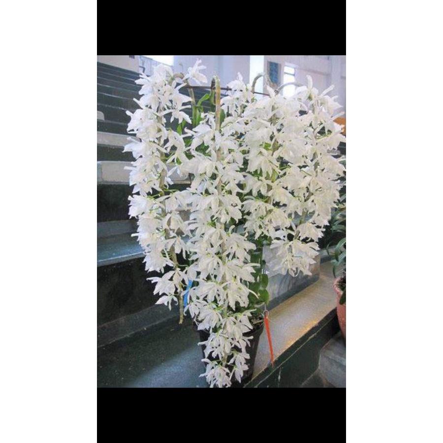 Phong lan phi điệp trắng siêu đẹp