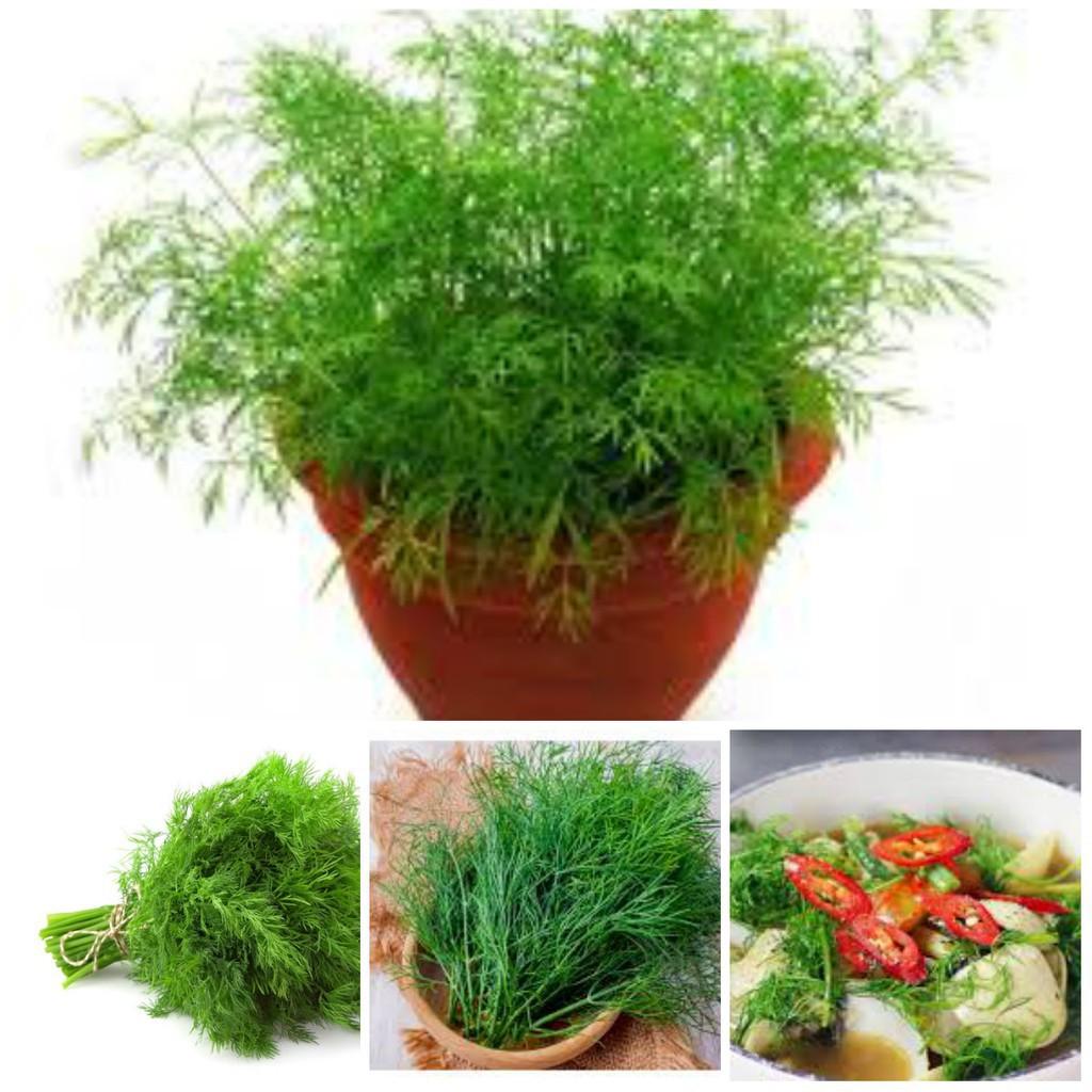 Hạt giống rau thì là