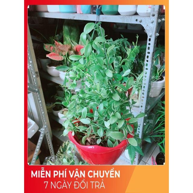 Chậu Cây Hạt Dưa