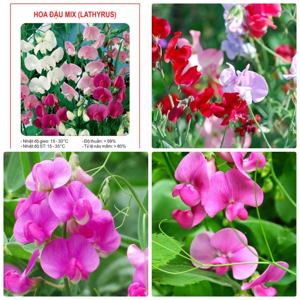 Hạt Giống Hoa Đậu Thơm Royal Mix 10hạt/gói