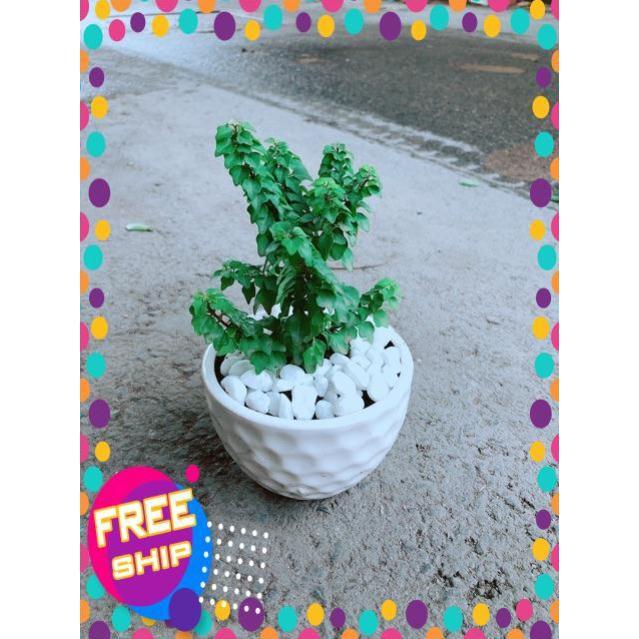 Chậu Cây Vân Sam