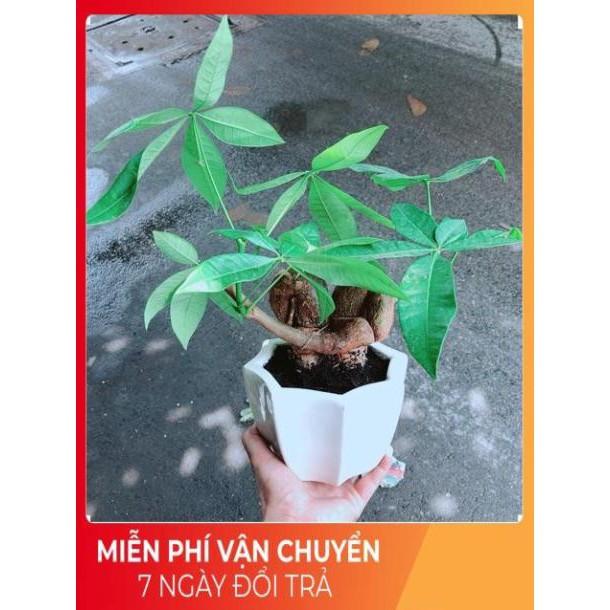 Chậu Kim Ngân Nơ