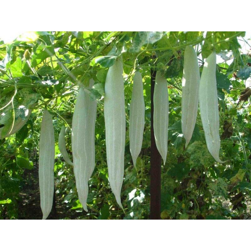 Hạt Giống Lặc Lày   -