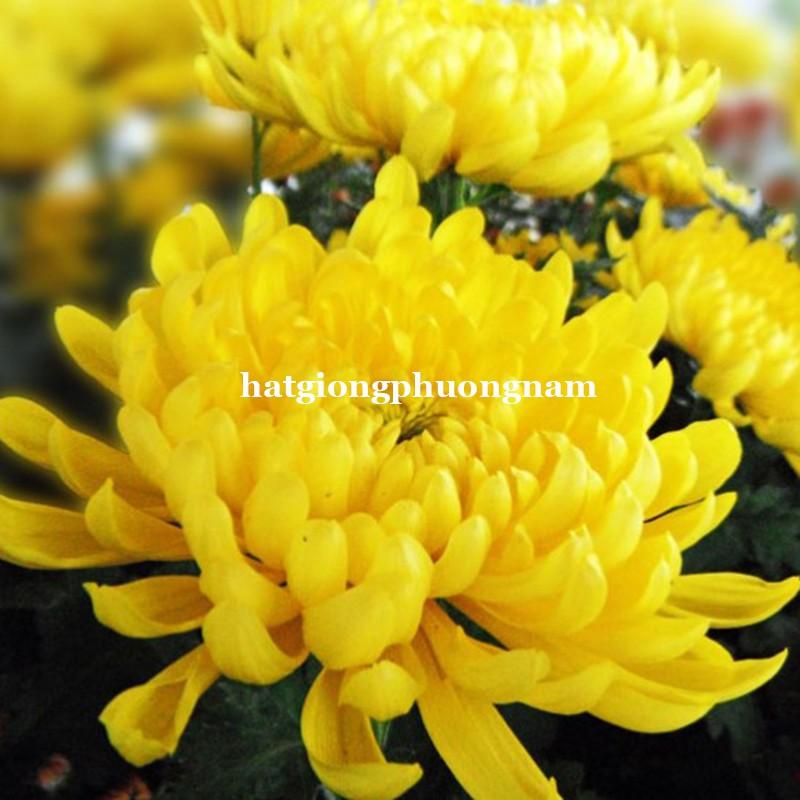 HẠT GIỐNG HOA CÚC VÀNG