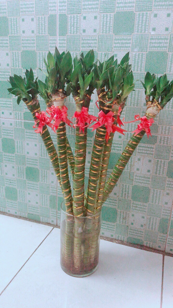 Chậu Cây Trúc Phú Quý