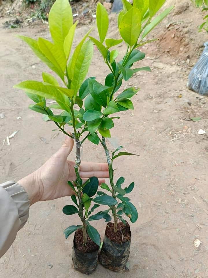 Cây giống chanh không hạt, cây giống thế hệ mới trái trùm, quả thơm, siêu quả mọng nước giá trị kinh tế cao