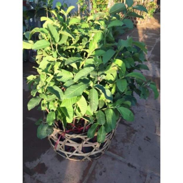 Cây giống Ổi NỮ HOÀNG